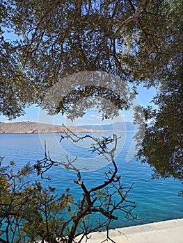 Olive tree at the sea