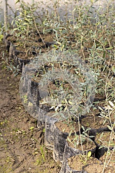 Olive tree seedlings in a plant nursery