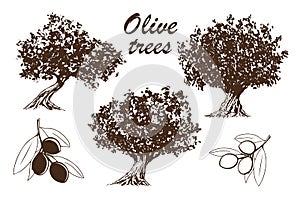 Olive tree - set of hand drawn illustrations of trees and branches with olives