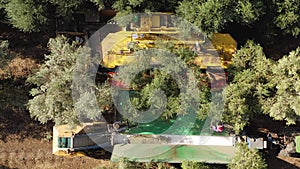 Olive tree shaker harvester operation supported by four pole beating workers.