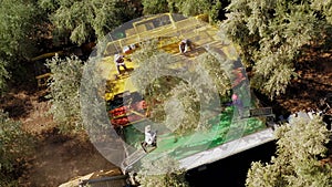Olive tree shaker harvester operation supported by four pole beating workers.
