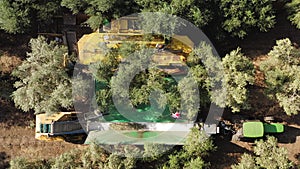 Olive tree shaker harvester operation supported by four pole beating workers.