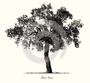 Olive Tree silhouette
