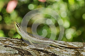 Olive Tree Skink