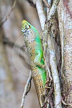 Olive Tree Skink