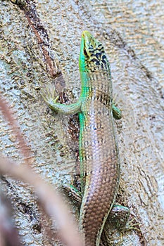 Olive Tree Skink