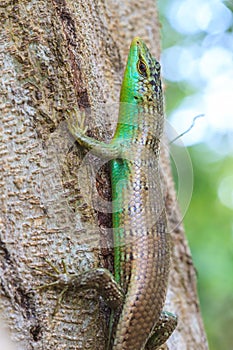 Olive Tree Skink