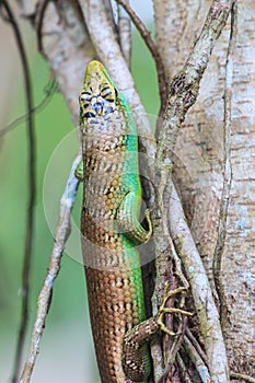 Olive Tree Skink