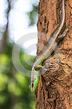 Olive Tree Skink