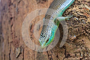 Olive Tree Skink