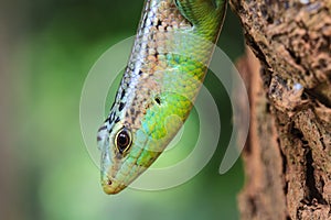Olive Tree Skink