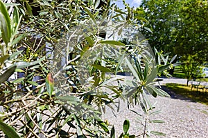 olive tree at south german bavarian garden house