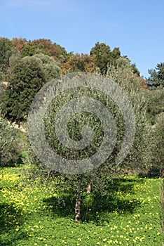 Olive tree in Spring season, Greece