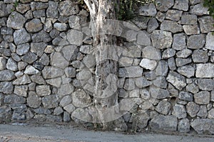 Olive tree and stone wall