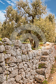 Olive tree and stone wall on a road in the Itria valley in Puglia Italy