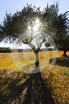 Olive tree with sun behind on a yellow field