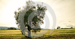 Single olive tree in backlight at sunset