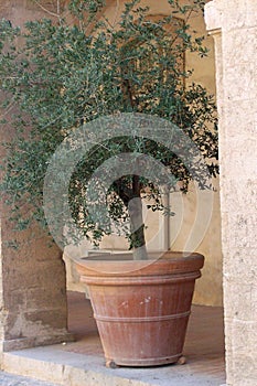 Olive tree in terracotta pot