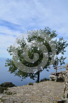 Olive Tree on the Top of the Sea Cliff in Amalfi