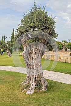 Olive tree town park Kiti Larnaca Cyprus