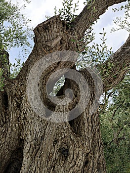 Olive tree trunk and branches