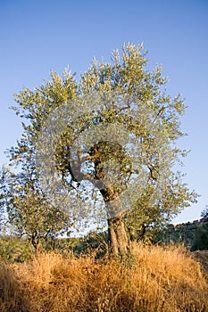 Olive tree in Tuscany