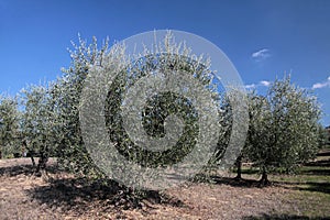 Olive tree in Tuscany