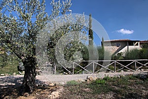 Olive tree in Tuscany