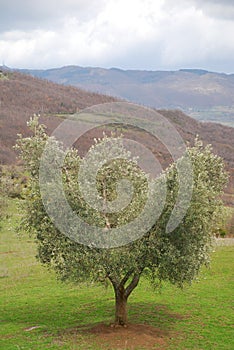 Olive Tree, Tuscany