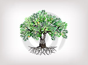 Olive tree vector hand drawing