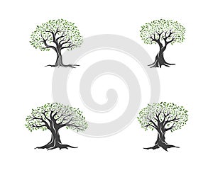 Olive tree vector illustration