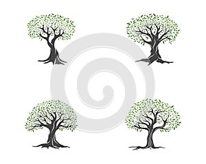 Olive tree vector illustration