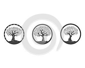 Olive tree vector illustration