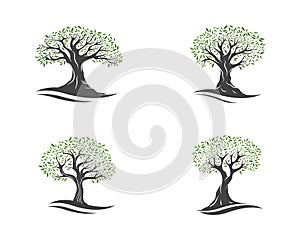 Olive tree vector illustration