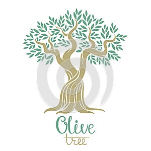 Olive tree vector illustration.