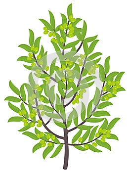 Olive tree. Vector illustration. Green Olive fruit tree plant. Flat vector color Illustration clipart. Ripe European olive on a