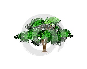 Olive tree vector illustration isolated. giant tree vector..