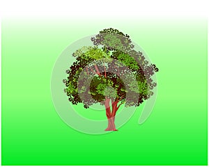 Olive tree vector illustration isolated. giant tree vector..