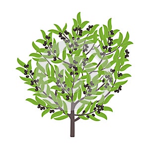 Olive tree. Vector illustration. Olive black fruit tree plant. Flat vector color Illustration clipart. Ripe European olive on a