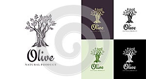 Olive tree vector logo design template for oil. Tree olive silhouette