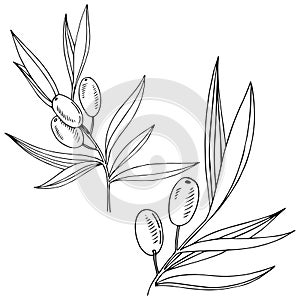Olive tree in a vector style isolated.