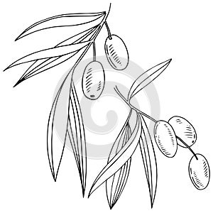 Olive tree in a vector style isolated.