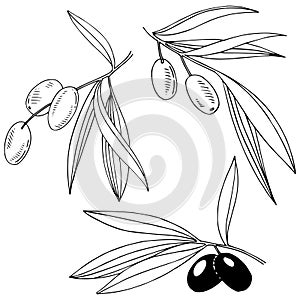 Olive tree in a vector style isolated.