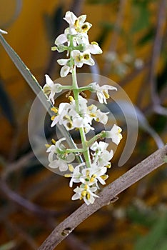 Olive tree very tiny flowers