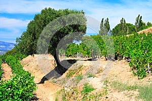 Olive-tree and vineyards