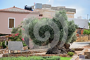The Olive tree of Vouves
