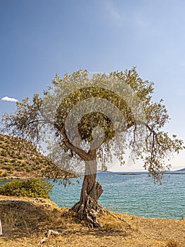 Olive tree, waves beautiful sea view orthodox church. Natural living. Pelion peninsula. Pagasetic gulf. Platanias village. Greece.