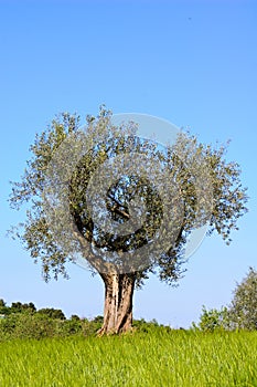 Olive tree and wheat