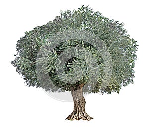 Olive tree on white