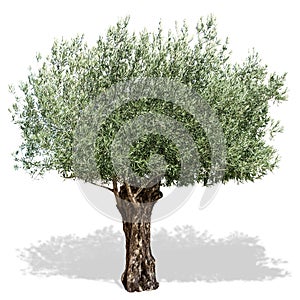 Olive tree on a white background.